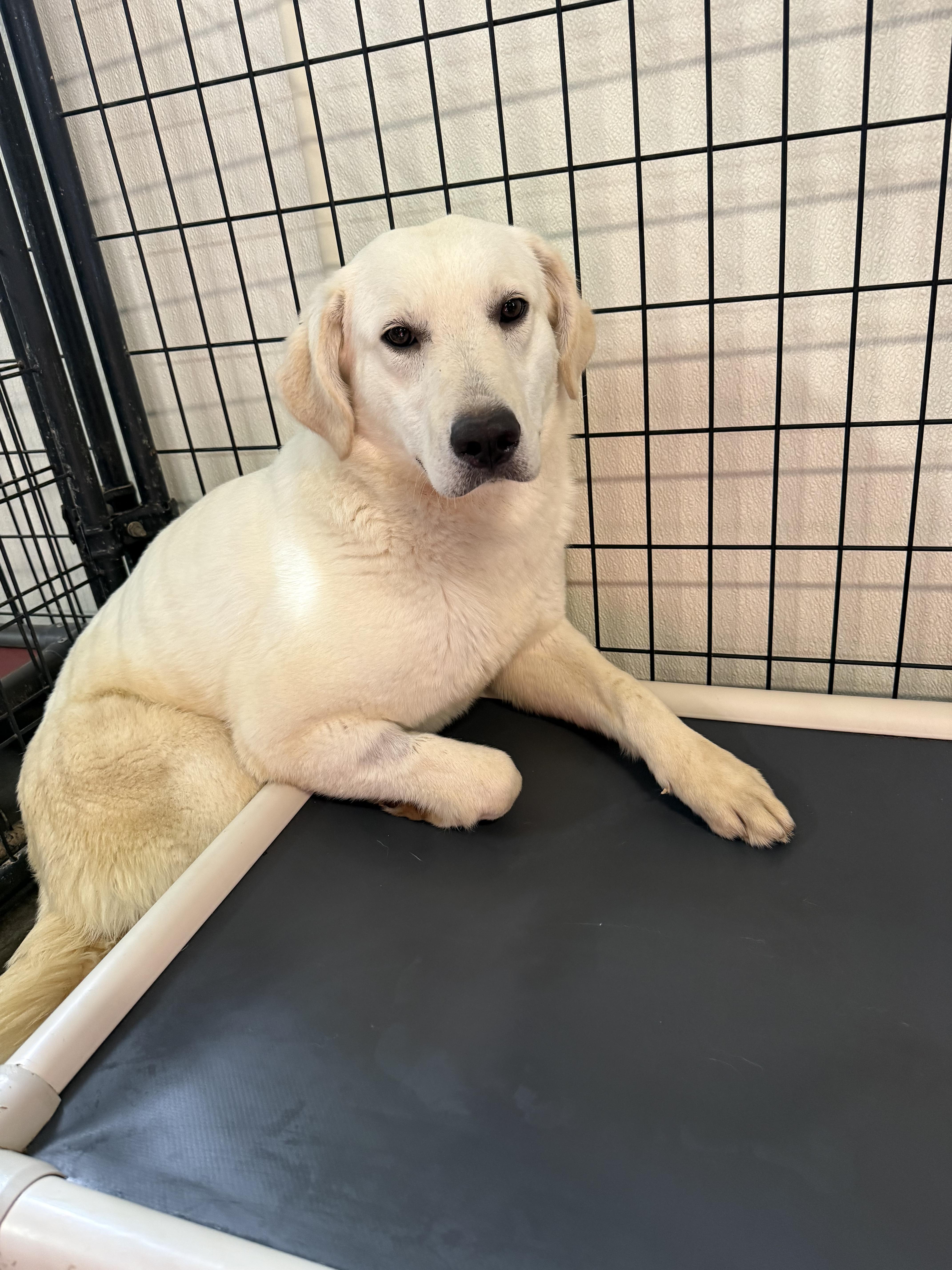 Pebblepip thumbnail 3