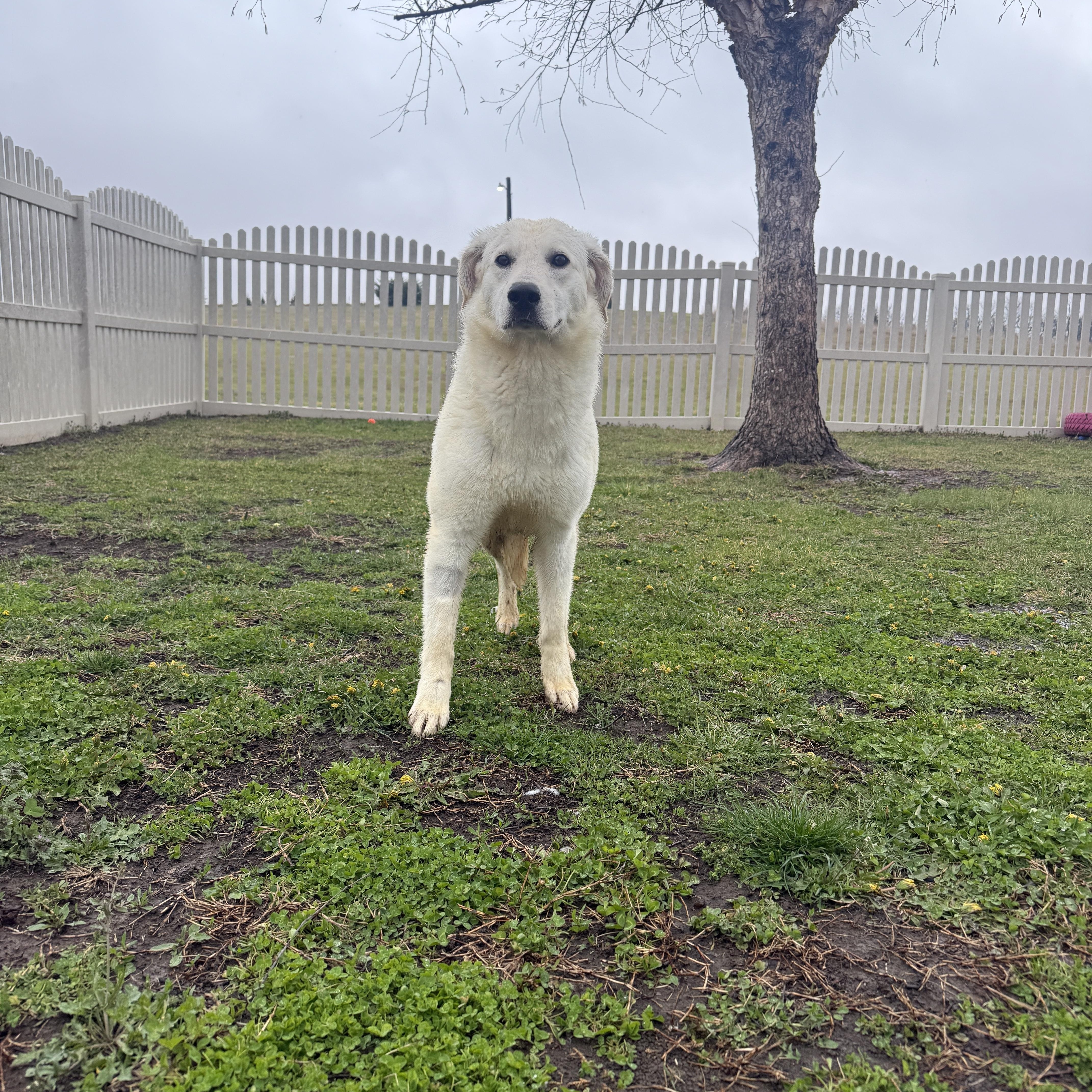 Pebblepip thumbnail 4