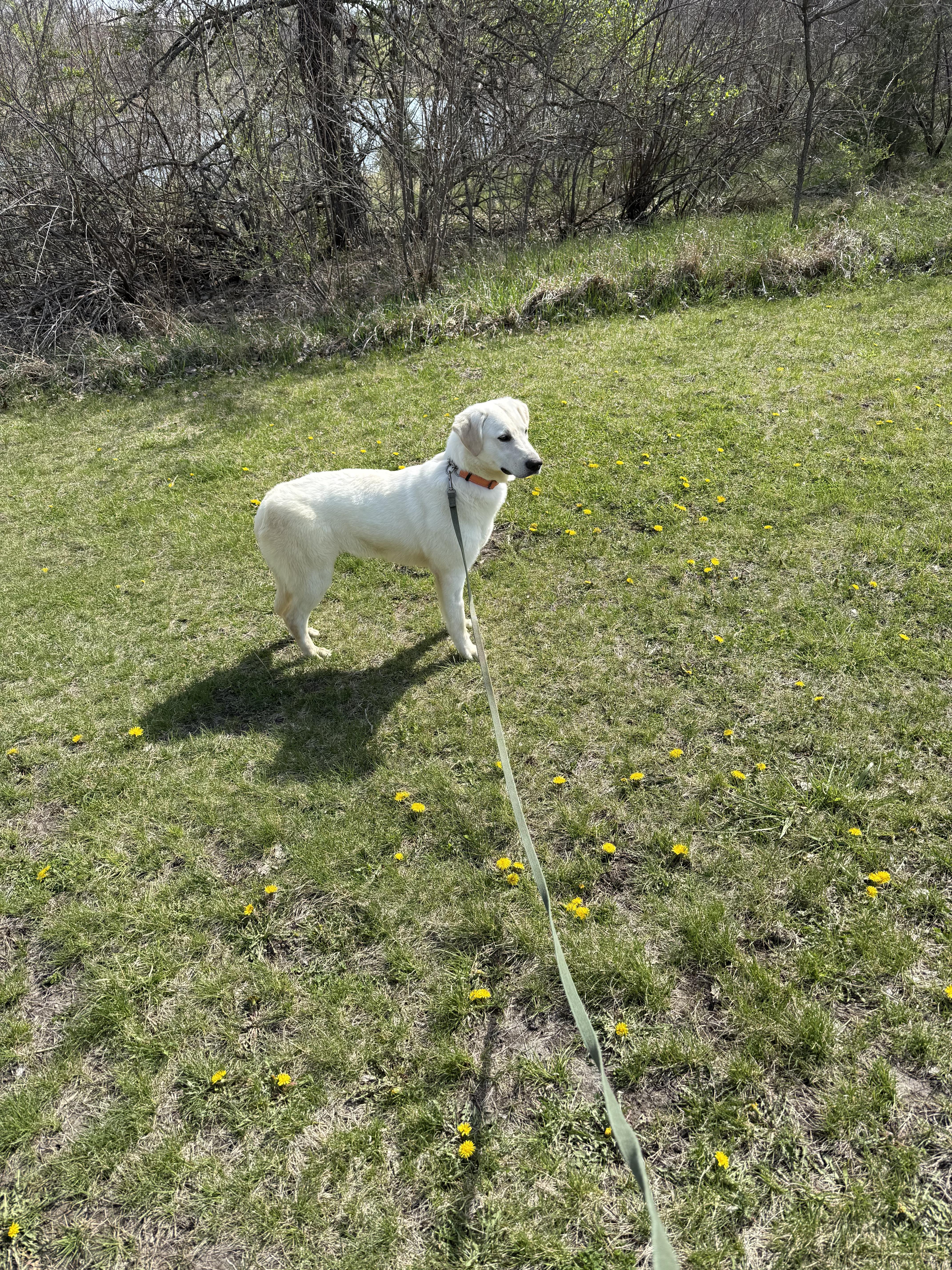 Pebblepip thumbnail 5