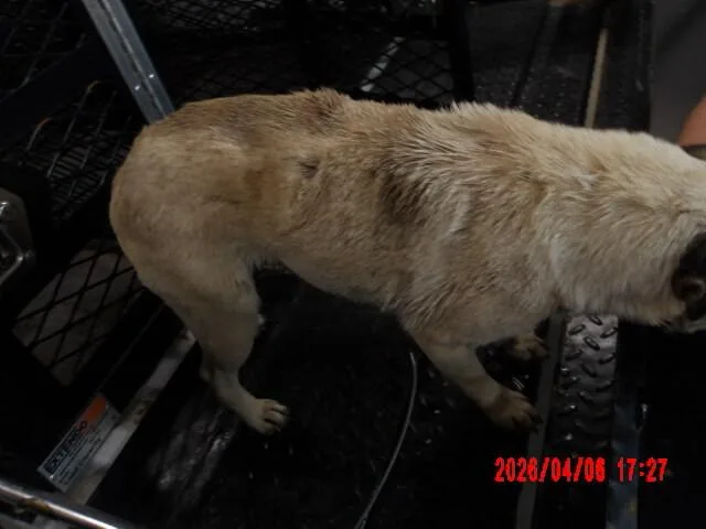 An adult small-sized female Golden Pug dog named Sunny for adoption in Hobbs, NM