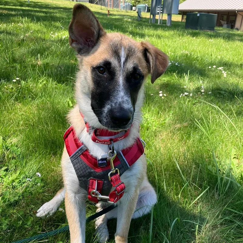 A young medium-sized male Yellow / Tan / Blond / Fawn Anatolian Shepherd dog named Ajax for adoption in Friday Harbor, WA