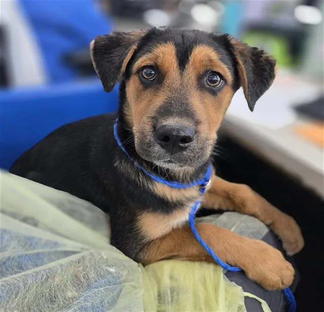 A baby large-sized male Mixed Breed dog named Clifford for adoption in Dallas, TX
