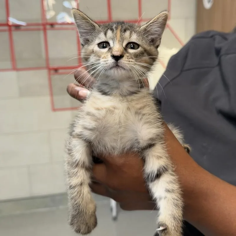 A baby small-sized female Domestic Short Hair cat named Melanie for adoption in Midland, TX