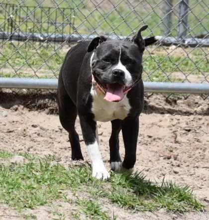 An adult medium-sized female Black American Staffordshire Terrier dog named Dizzy for adoption in Inverness, FL