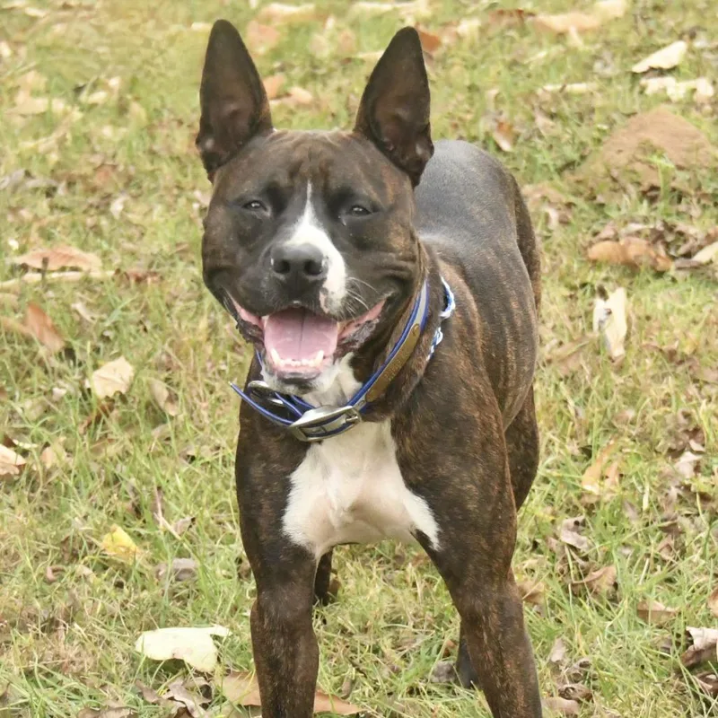 An adult medium-sized male Brindle Pit Bull Terrier dog named Bucee for adoption in Natchez, MS