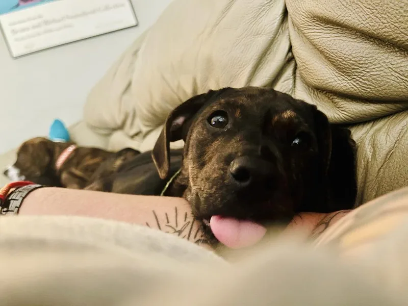 A baby small-sized male Black Mixed Breed dog named Diego for adoption in Loveland, OH