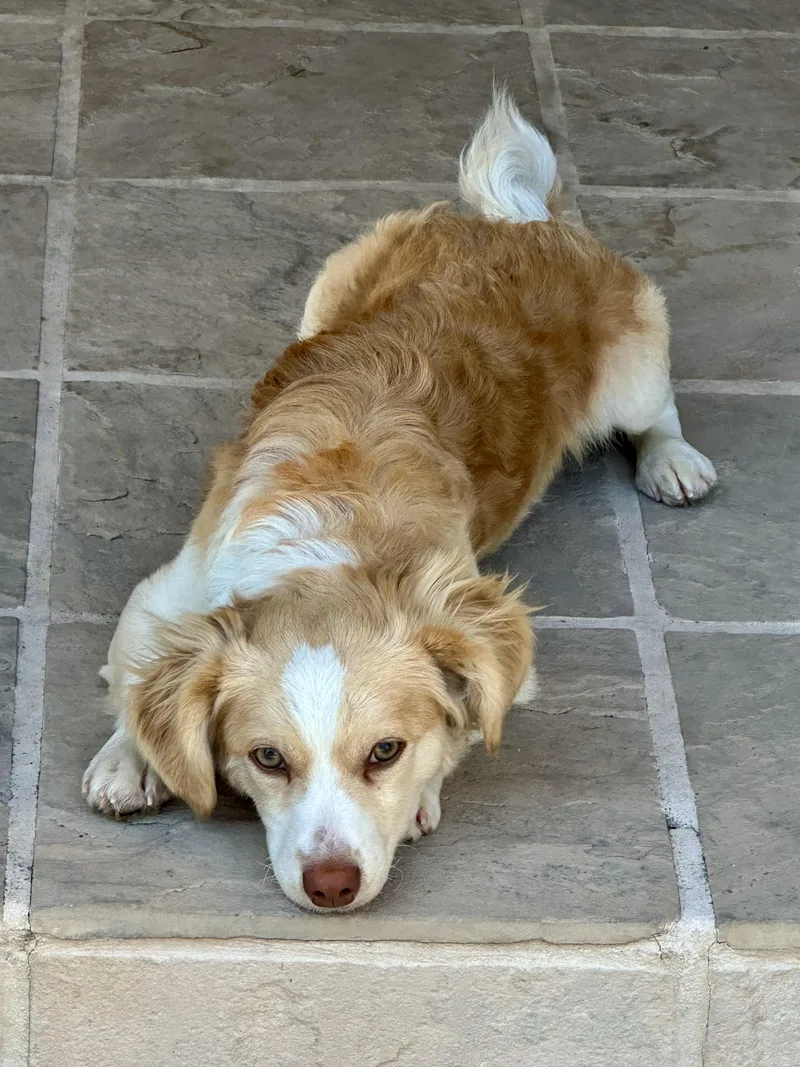 A young small-sized male Spaniel dog named Zeke for adoption in San Jose, CA