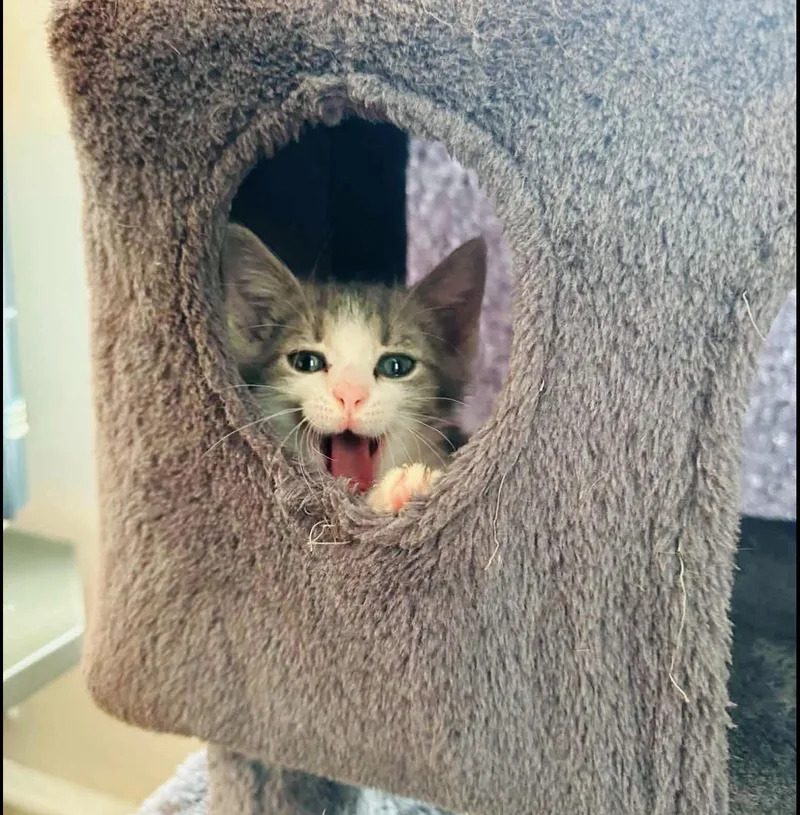 A baby small-sized female Lilac Point Domestic Short Hair cat named FlowJo for adoption in Staten Island, NY
