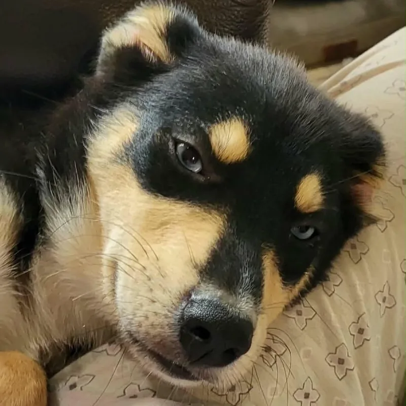 A baby medium-sized male Husky dog named Koda for adoption in Wadena, MN