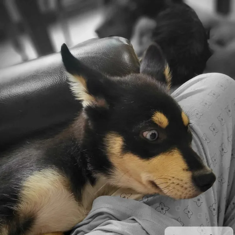 Koda thumbnail 4