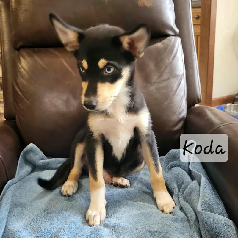Koda thumbnail 5