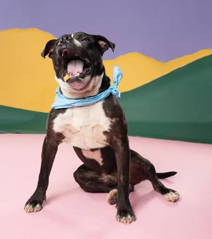 An adult medium-sized male Pit Bull Terrier dog named Timber for adoption in Atlanta, GA