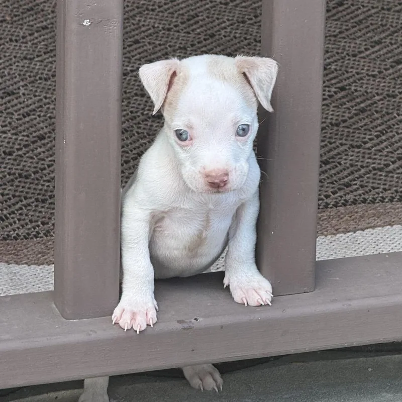 A baby medium-sized male White / Cream Pit Bull Terrier dog named Buddy for adoption in Bristol, IN