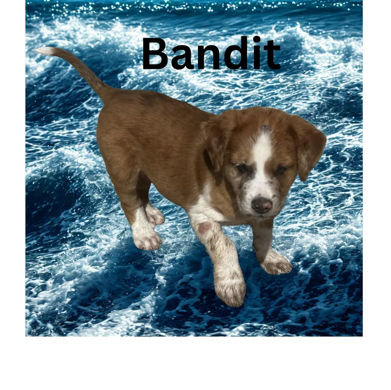 A baby large-sized male Golden Australian Cattle Dog / Blue Heeler dog named Bandit for adoption in Aguanga, CA