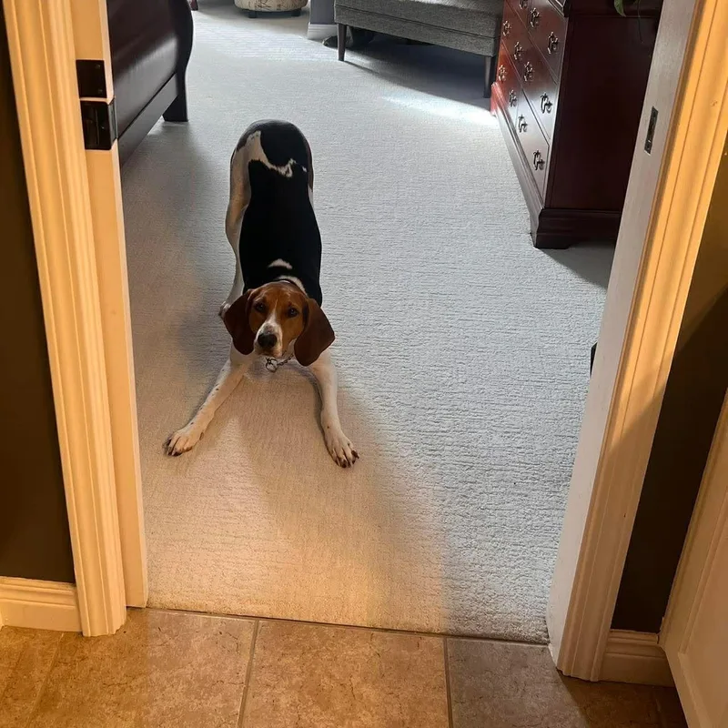 A young large-sized female Treeing Walker Coonhound dog named Lilly for adoption in Lexington, KY
