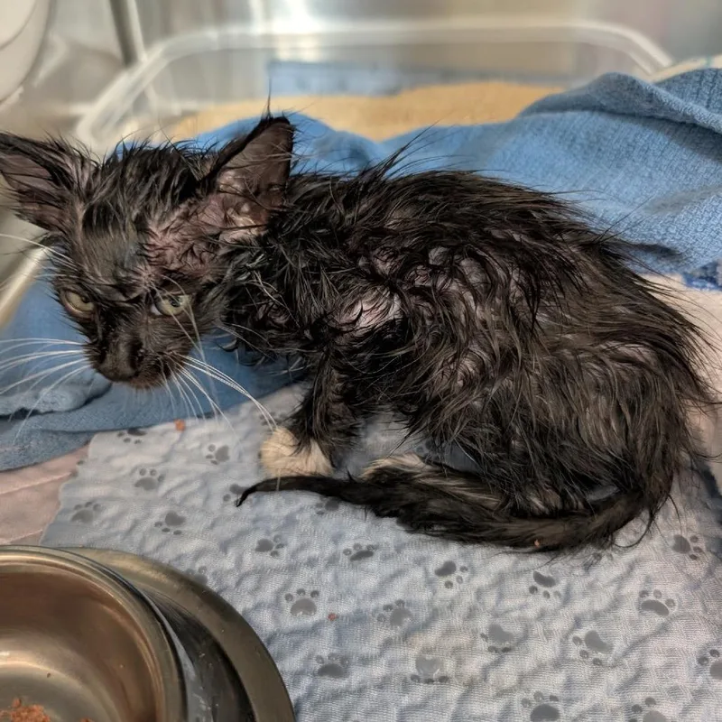 A baby small-sized female Torbie Domestic Short Hair cat named IEPAStray for adoption in Upland, CA
