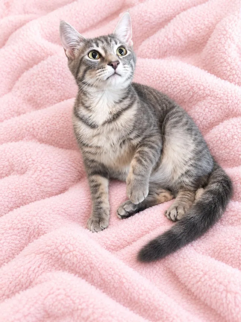 A young medium-sized female Domestic Short Hair cat named Endora for adoption in Wetumpka, AL
