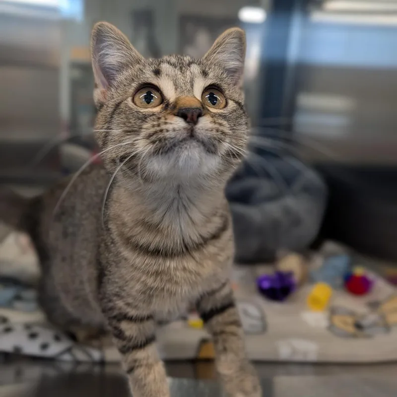 A baby medium-sized female Domestic Short Hair cat named Duckie for adoption in Cape Girardeau, MO