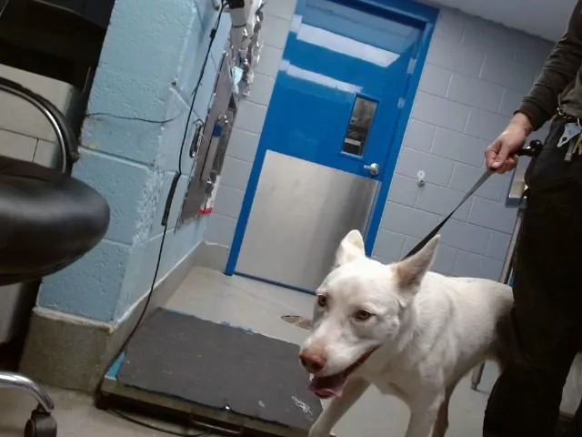An adult small-sized male Labrador Retriever dog named Oso for adoption in Albuquerque, NM