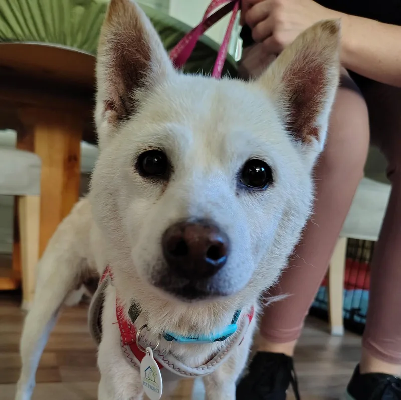 A senior small-sized female Shiba Inu dog named Angel for adoption in San Jose, CA