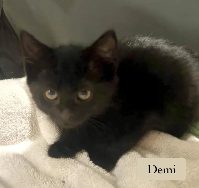 A baby small-sized female Domestic Short Hair cat named Demi for adoption in Chalfont, PA