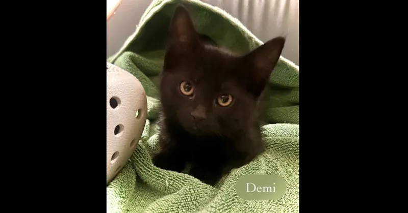 Demi thumbnail 2