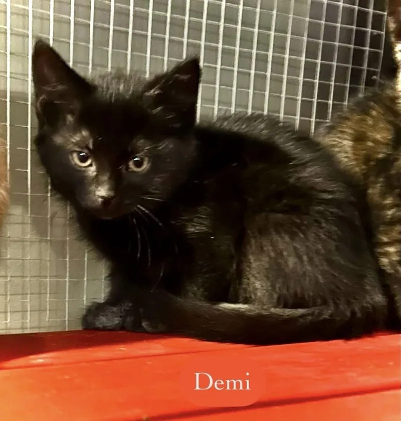 Demi thumbnail 3