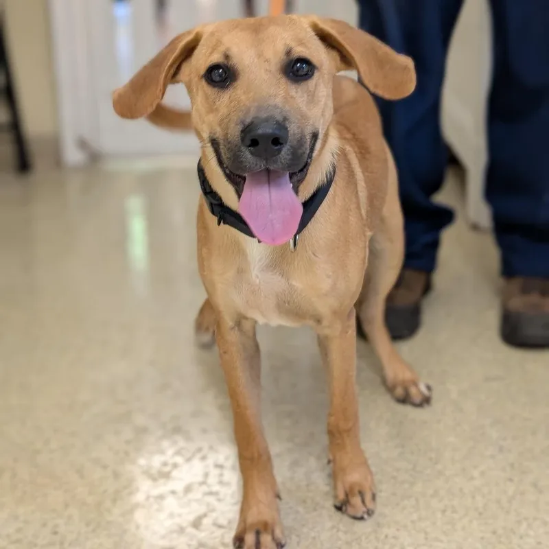 A young large-sized male Apricot / Beige Black Mouth Cur dog named Dewey for adoption in Deerfield, IL