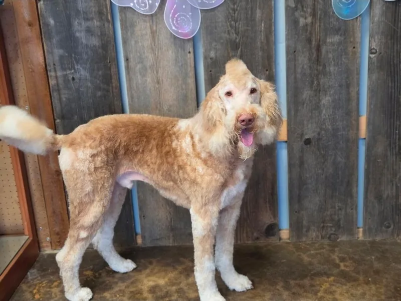 An adult large-sized male Poodle dog named Poppi for adoption in Milwaukee, WI