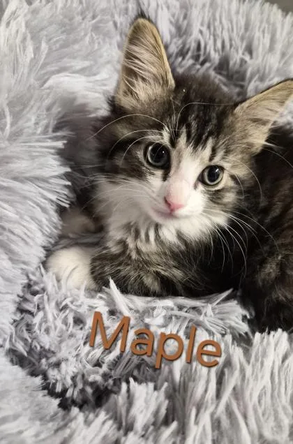 Maple thumbnail 2