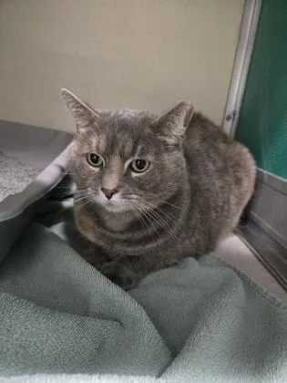 Chicken Nugget thumbnail 2