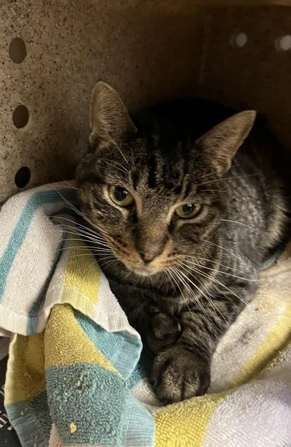 An adult medium-sized male Domestic Short Hair cat named Onyx for adoption in Daytona Beach, FL