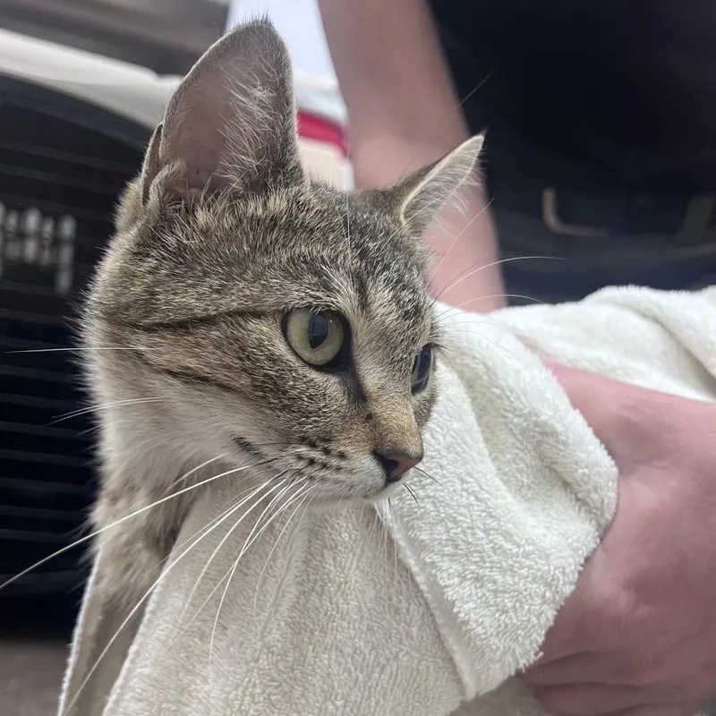 A young medium-sized female Gray / Blue / Silver Domestic Short Hair cat named Zingles for adoption in Chattanooga, TN