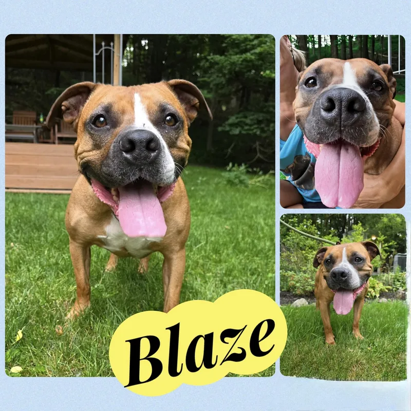 A senior medium-sized male Labrador Retriever dog named Blaze for adoption in Darien Center, NY
