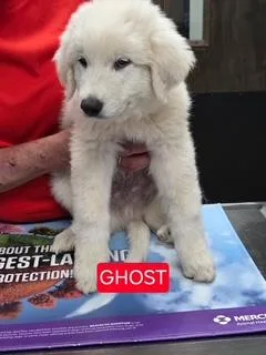 Ghost Cuddles DFW
