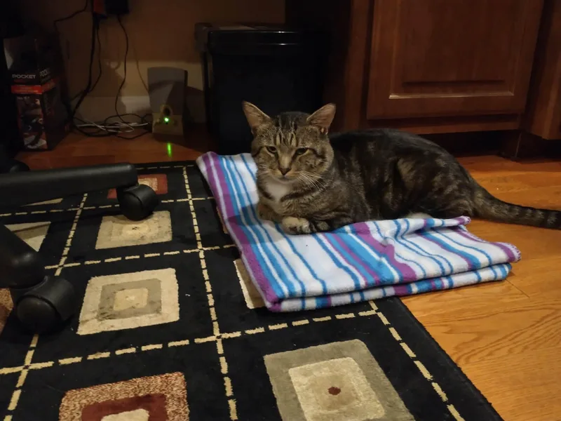 An adult large-sized male Domestic Short Hair cat named Leaf for adoption in Enfield, CT