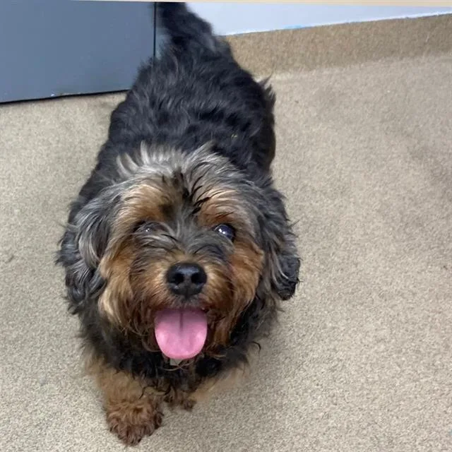 A senior small-sized male Yorkshire Terrier dog named Wilson for adoption in Aurora, CO