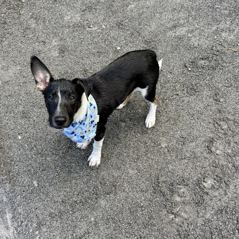 A baby medium-sized male Tricolor (Brown, Black, & White) Australian Cattle Dog / Blue Heeler dog named Mator for adoption in High View, WV