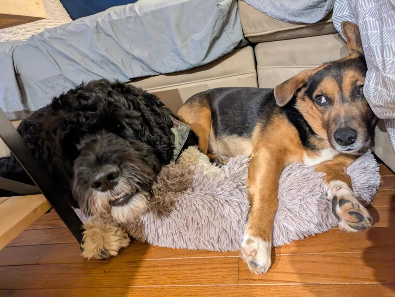 A young medium-sized male Brown / Chocolate Hound dog named Major for adoption in Columbia, MD