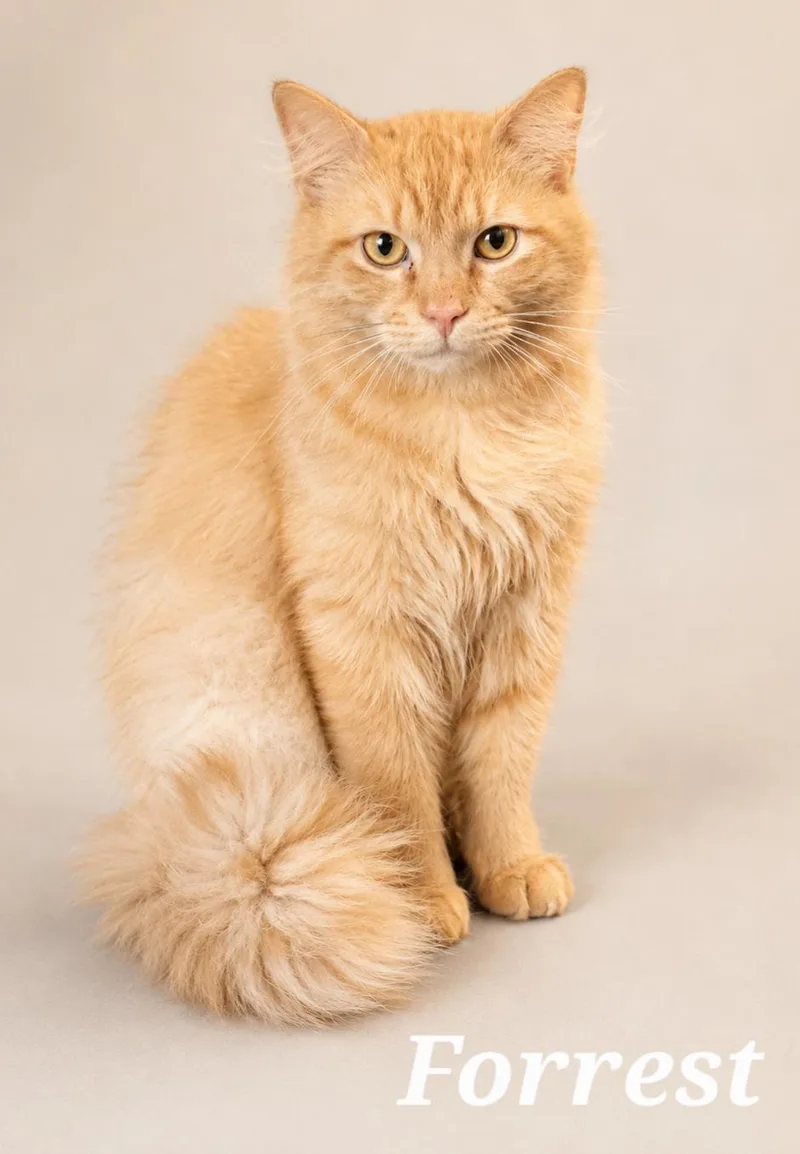A young medium-sized male Orange / Red Tabby cat named Forrest for adoption in Monroeville, PA