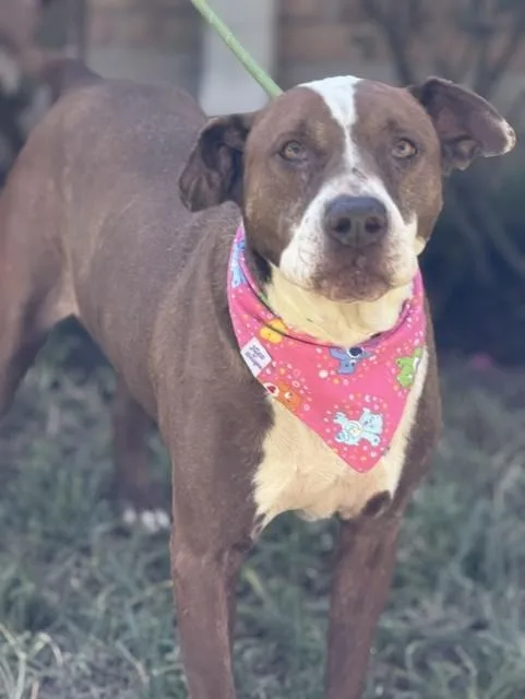 An adult large-sized female Pit Bull Terrier dog named Polly for adoption in Houston, TX