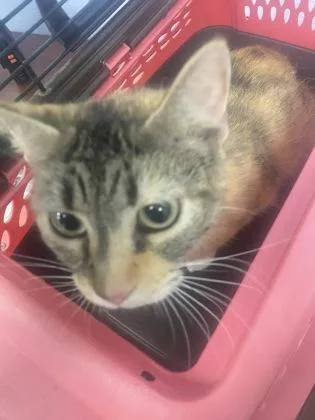 An adult large-sized female Domestic Short Hair cat named Butterscotch for adoption in Gainesville, FL