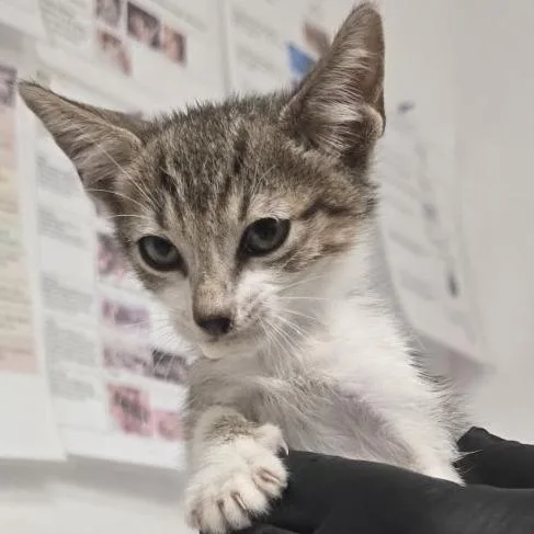 A baby small-sized male Brown / Chocolate Domestic Short Hair cat named Unsung Hero for adoption in Austin, TX