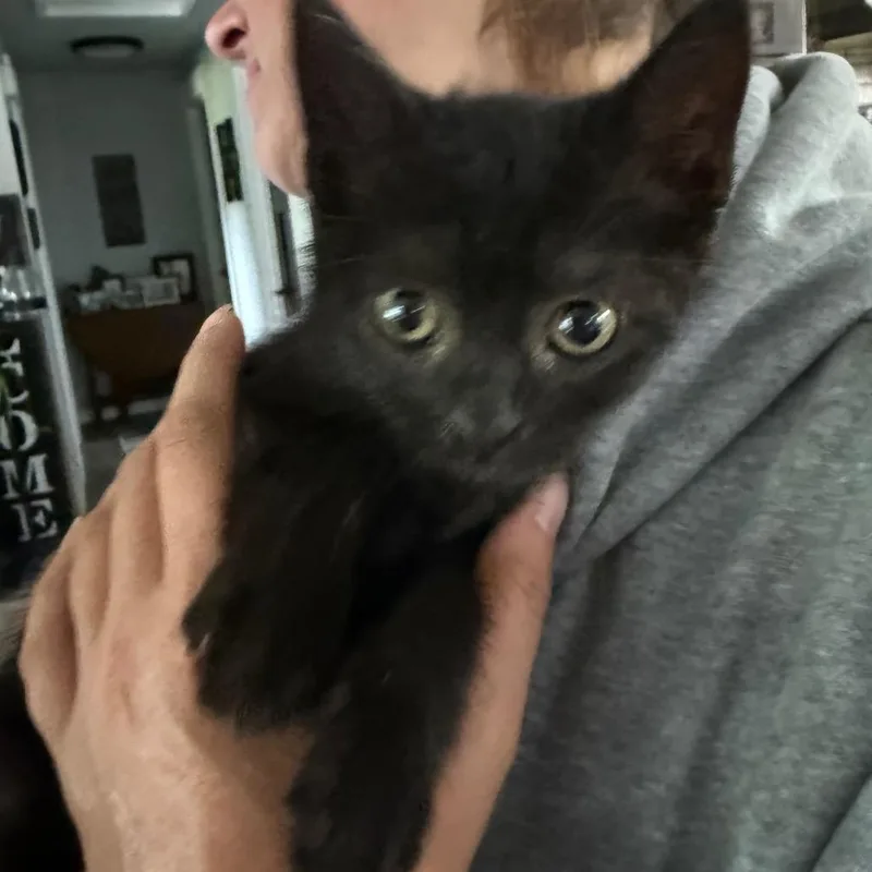 A young medium-sized male Black Domestic Short Hair cat named Taz for adoption in Ferndale, WA