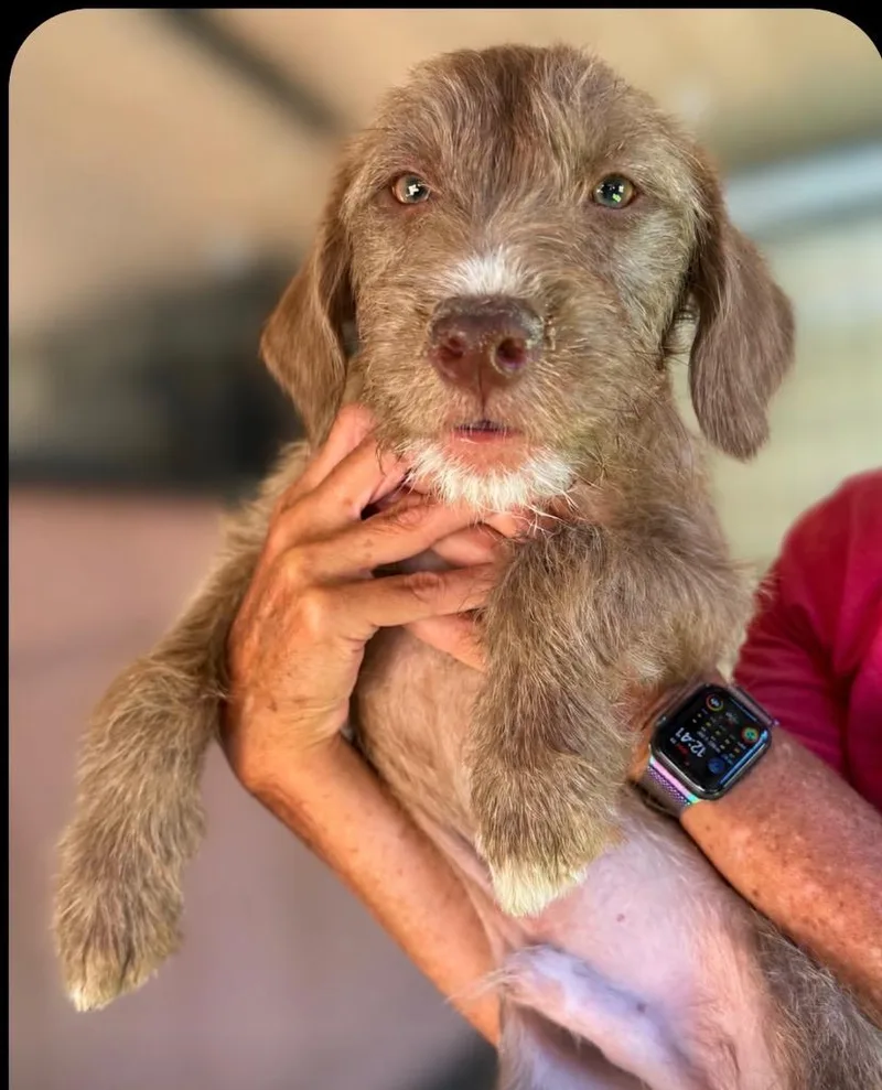 A baby medium-sized male Wirehaired Pointing Griffon dog named Plinth for adoption in San Diego, CA