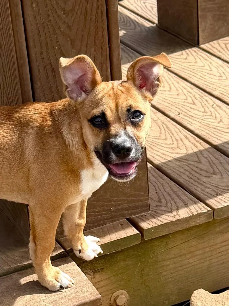 A baby medium-sized female Feist dog named Peanut for adoption in Burnsville, NC