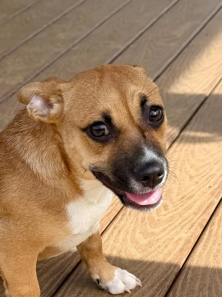 Peanut thumbnail 3