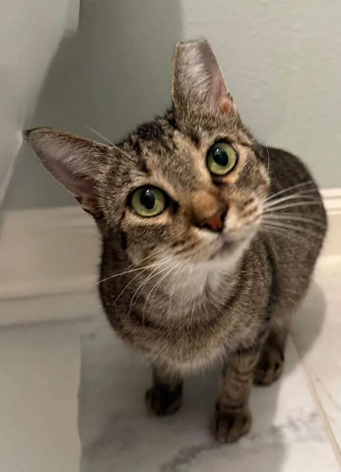 An adult medium-sized female Domestic Short Hair cat named Holly for adoption in Plano, TX