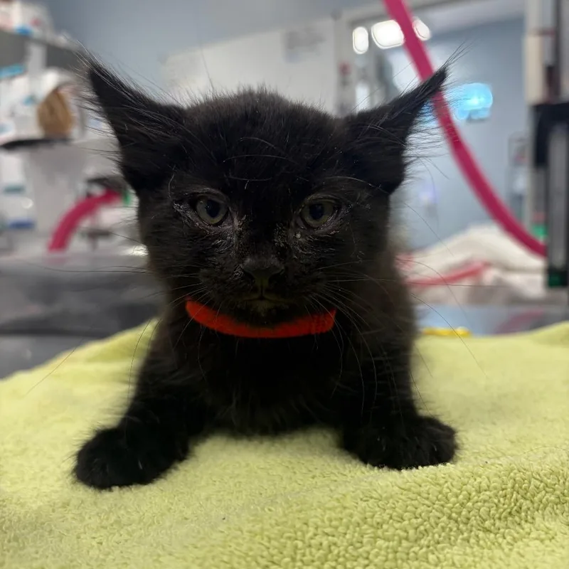 A baby small-sized male Black Domestic Short Hair cat named Ensign for adoption in Milton, FL