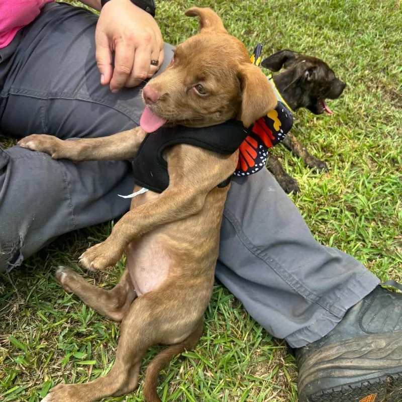A baby medium-sized female Pit Bull Terrier dog named Bertha for adoption in Pine Mountain, GA